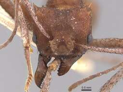 Image of Acromyrmex hystrix (Latreille 1802)