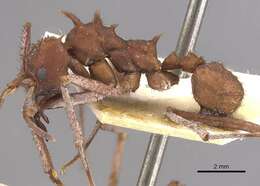 Image of Acromyrmex hystrix (Latreille 1802)