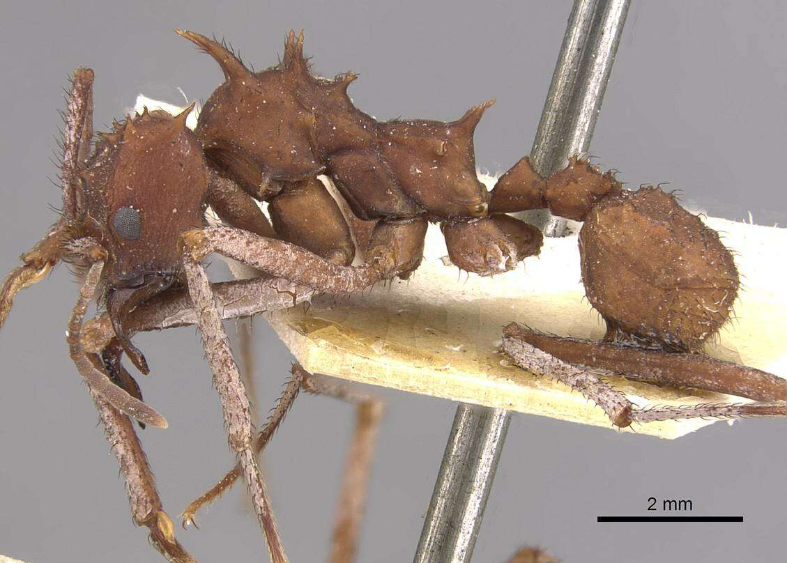 Image of Acromyrmex hystrix (Latreille 1802)