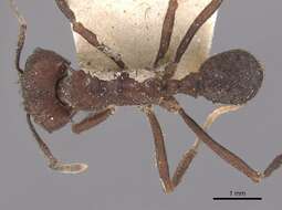 Image of leaf-cutter ants