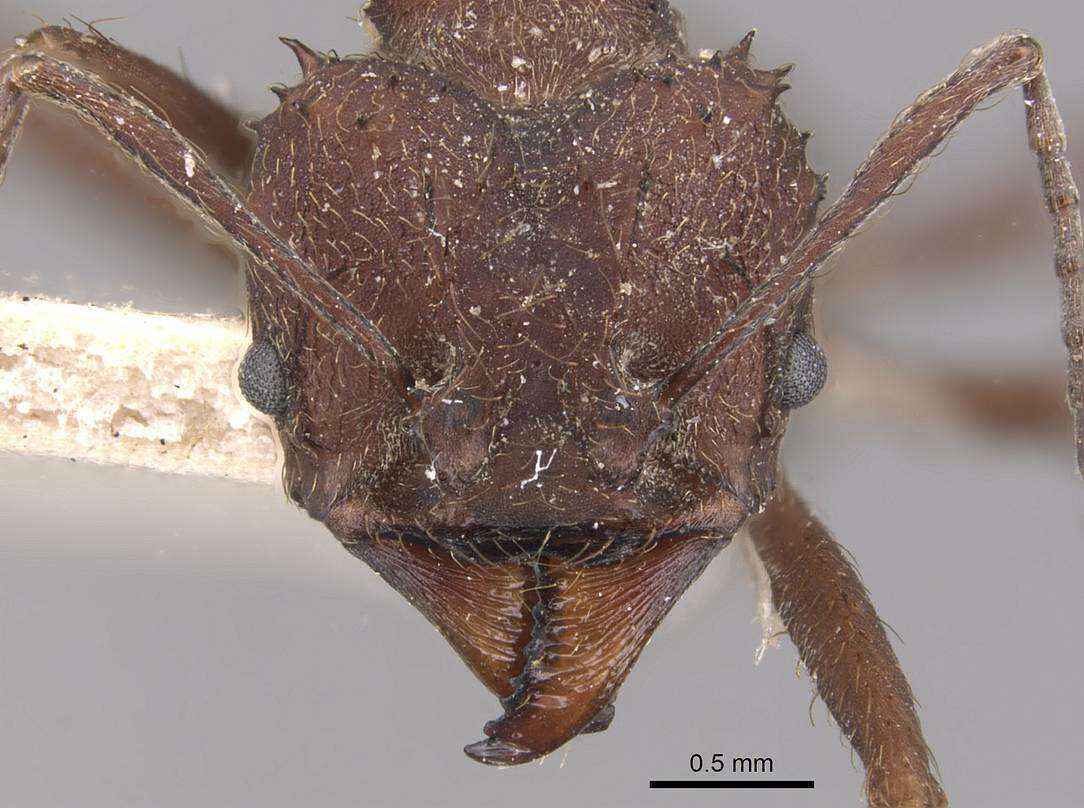 Image of leaf-cutter ants