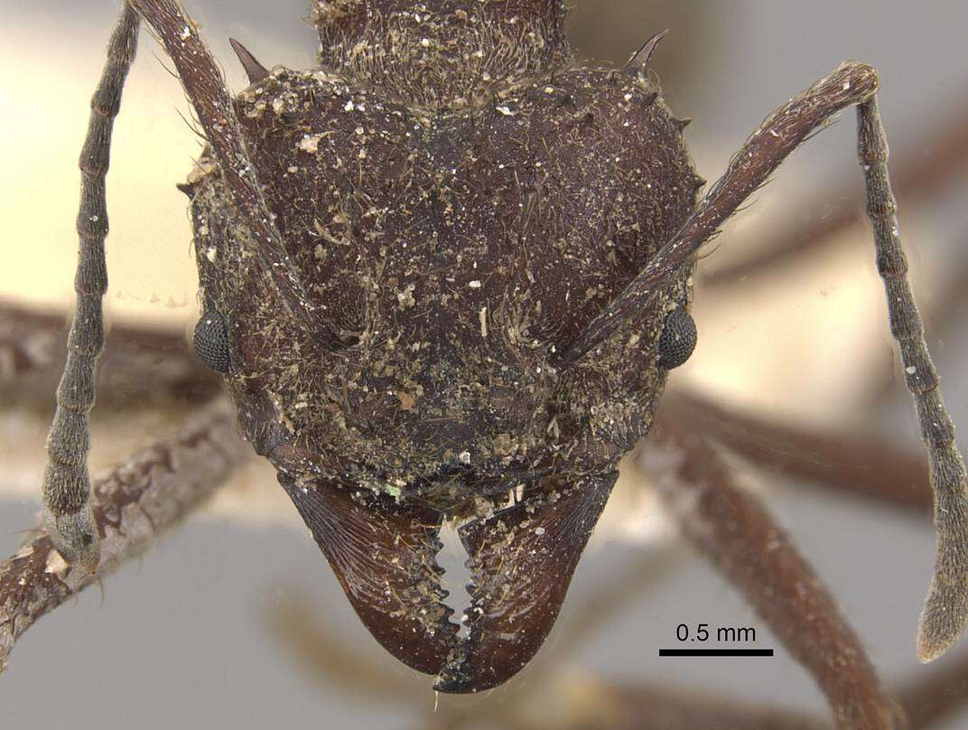 Image of leaf-cutter ants