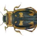 Image of Peschetius carinipennis (Régimbart 1895)