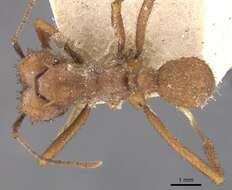 Image de Acromyrmex subterraneus (Forel 1893)