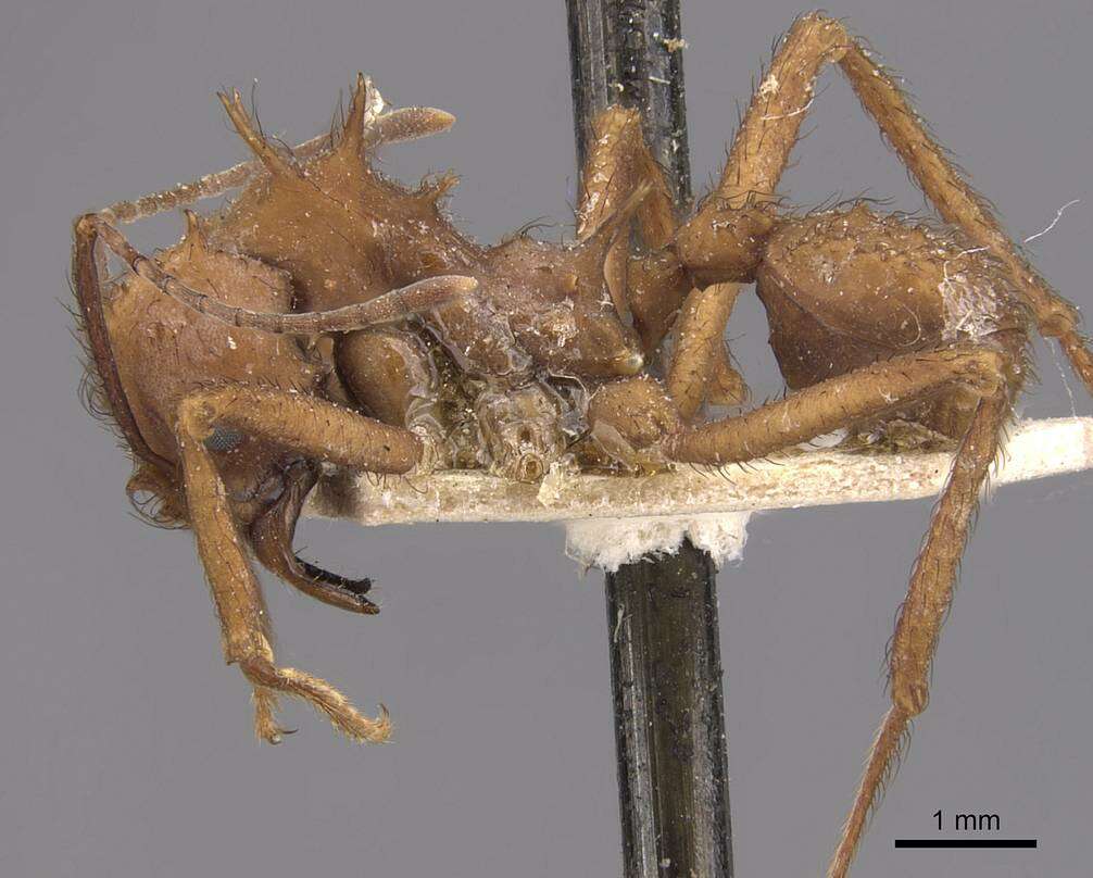 Image de Acromyrmex subterraneus (Forel 1893)