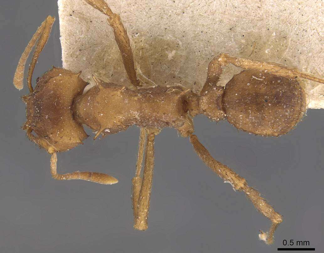 Image de Acromyrmex subterraneus (Forel 1893)