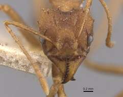 Image de Acromyrmex subterraneus (Forel 1893)