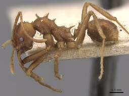 Image de Acromyrmex subterraneus (Forel 1893)