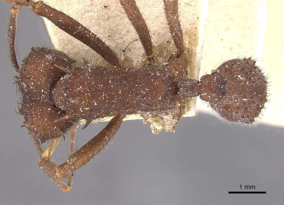 Image de Acromyrmex subterraneus (Forel 1893)