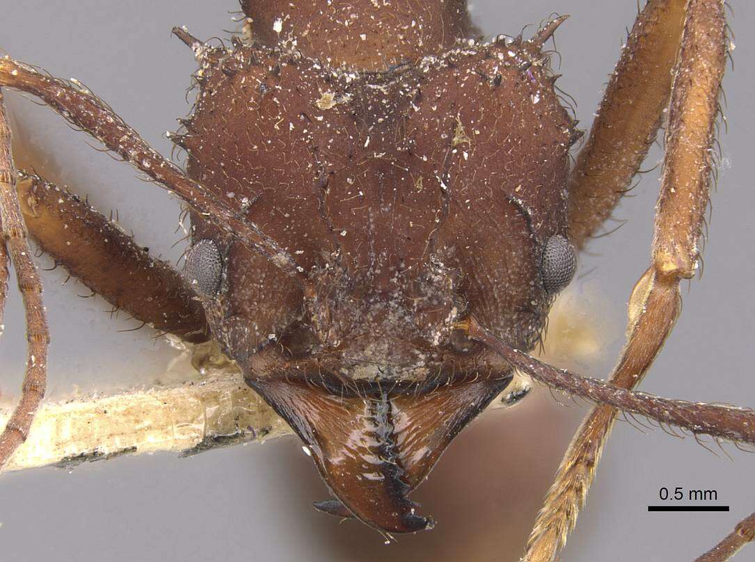 Image de Acromyrmex subterraneus (Forel 1893)