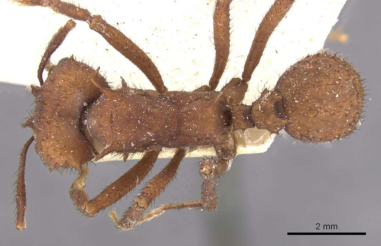 Image of Acromyrmex subterraneus (Forel 1893)