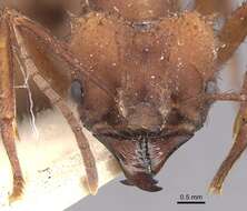 Image de Acromyrmex subterraneus (Forel 1893)