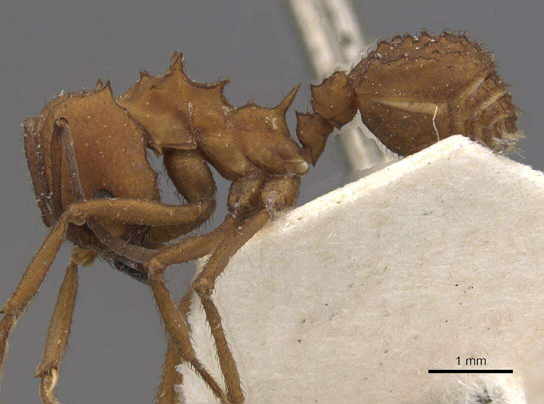 Image of Acromyrmex fracticornis (Forel 1909)