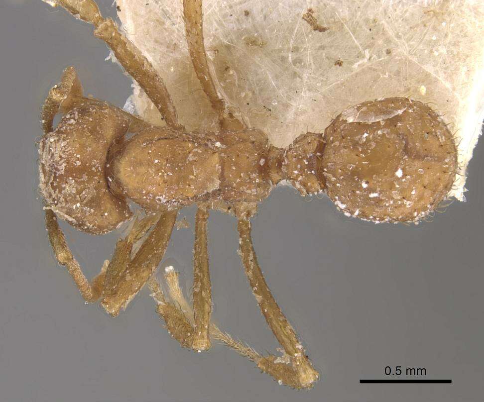 Image of Acromyrmex fracticornis (Forel 1909)