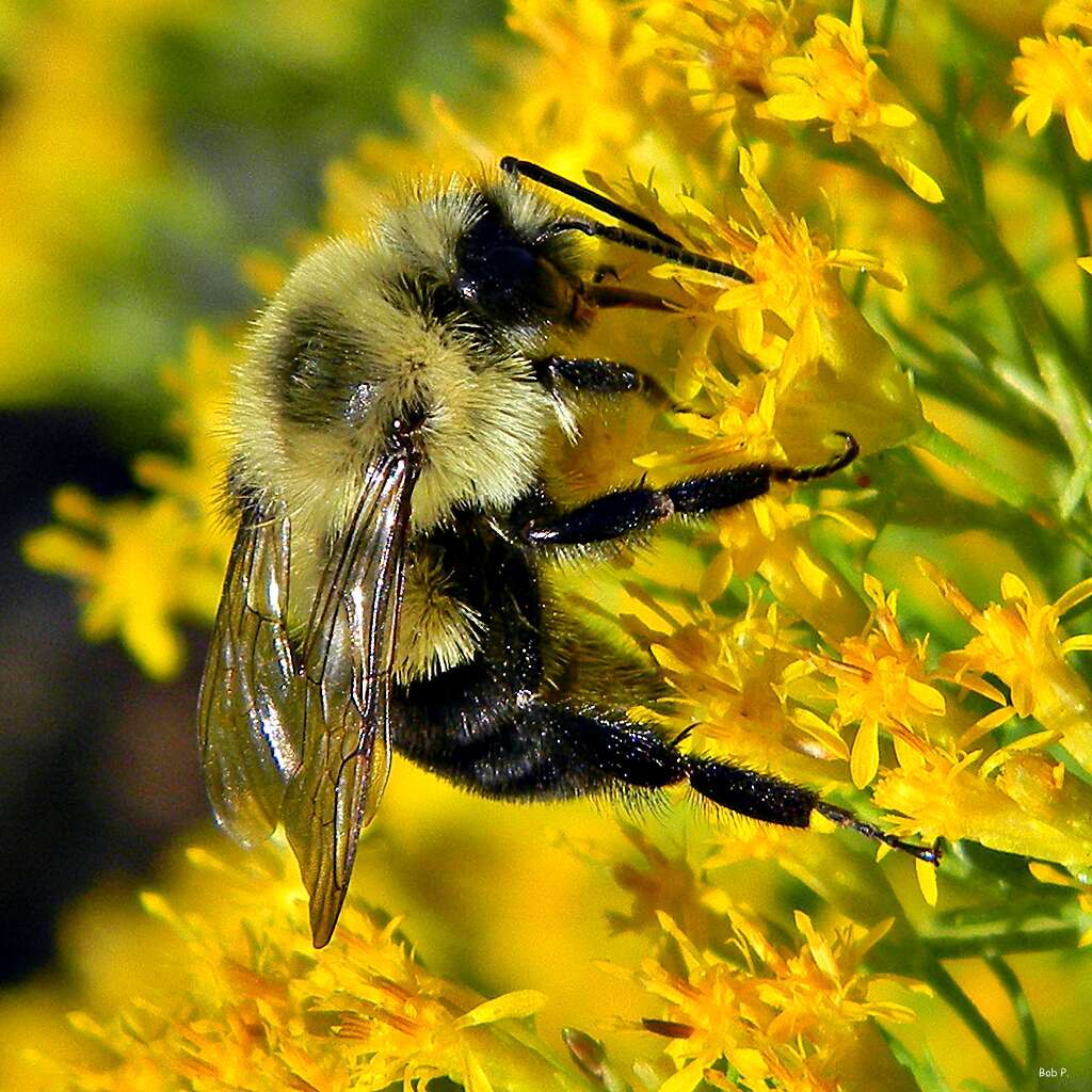 Sivun Bombus impatiens Cresson 1863 kuva