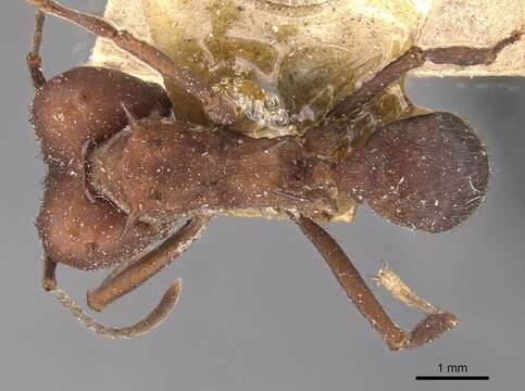 Image of Acromyrmex heyeri (Forel 1899)