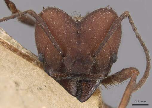 Image of Acromyrmex heyeri (Forel 1899)