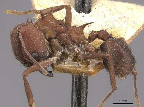 Image of Acromyrmex heyeri (Forel 1899)