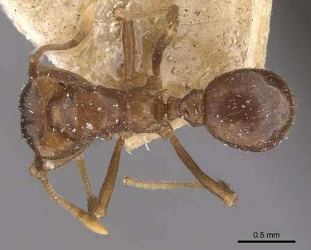 Image of Acromyrmex heyeri (Forel 1899)