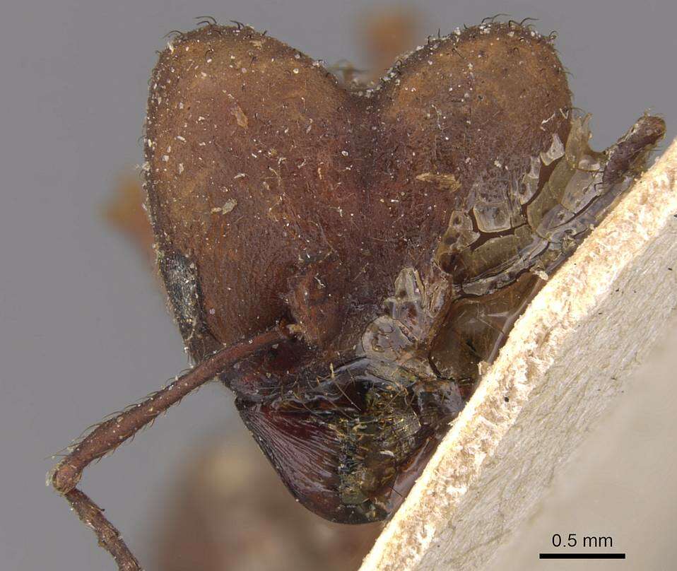 Image de Acromyrmex landolti (Forel 1885)