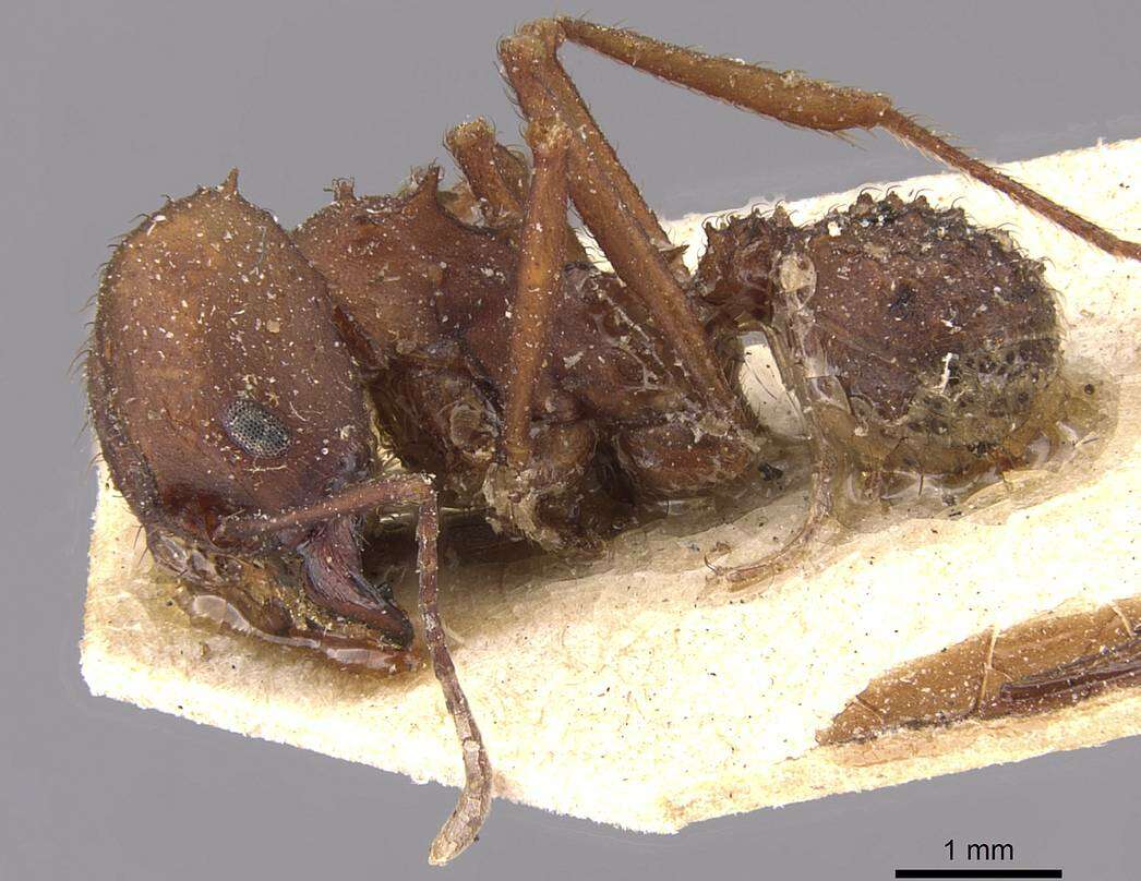 Image de Acromyrmex landolti (Forel 1885)