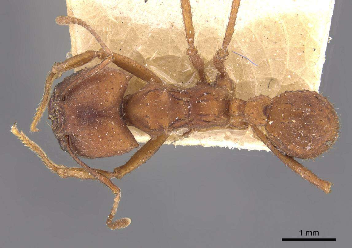 Image de Acromyrmex landolti (Forel 1885)