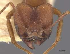 Image de Acromyrmex landolti (Forel 1885)