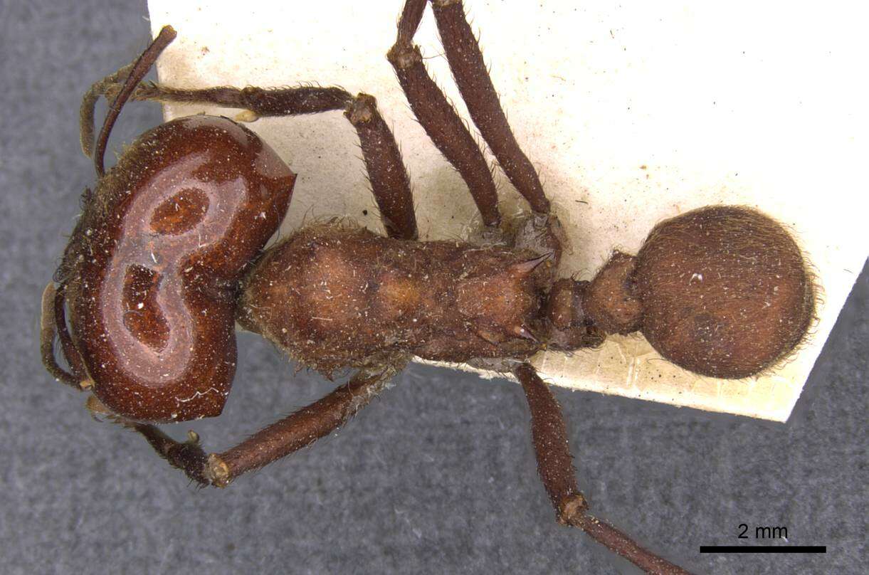 Image of leaf-cutter ants