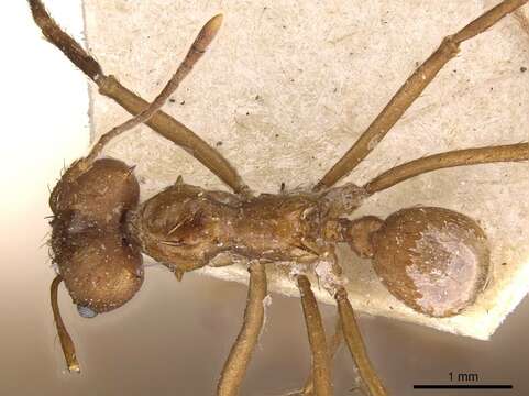 Image of leaf-cutter ants