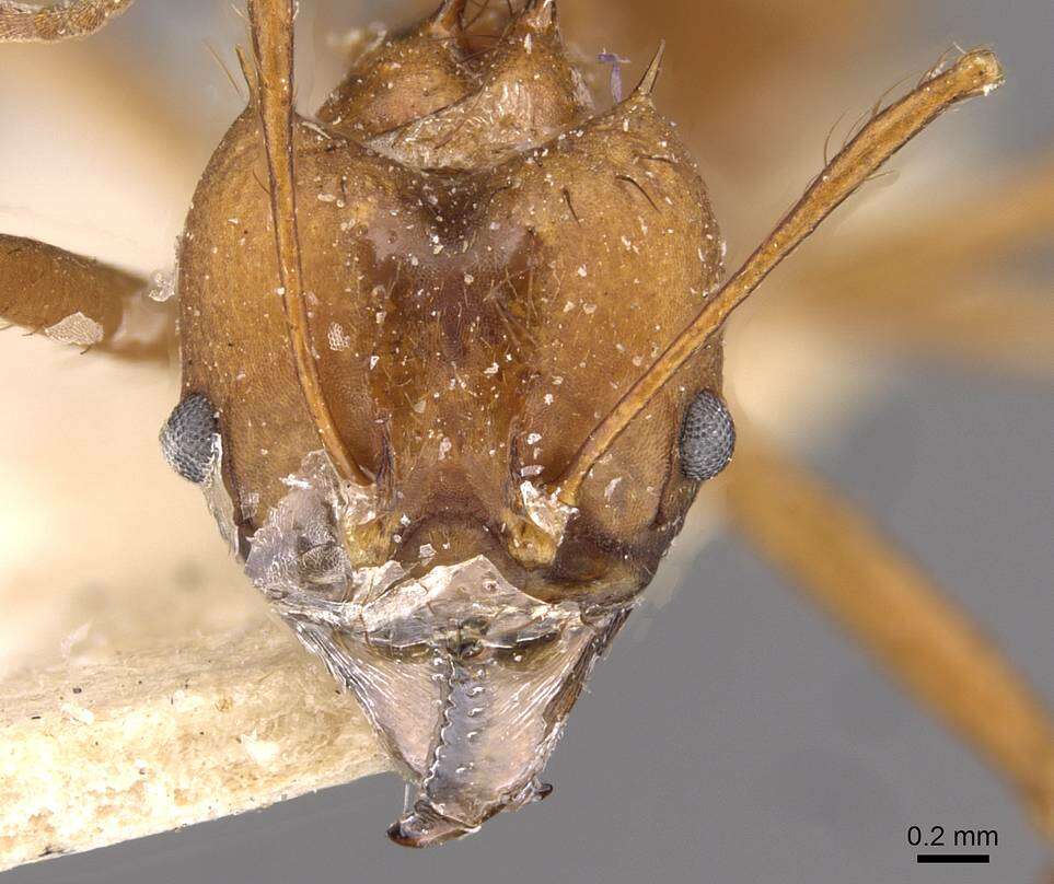 Image of leaf-cutter ants