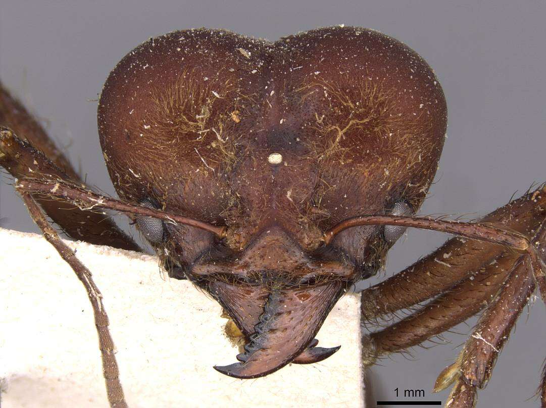 Image of leaf-cutter ants