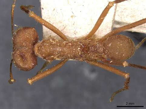 Image of leaf-cutter ants