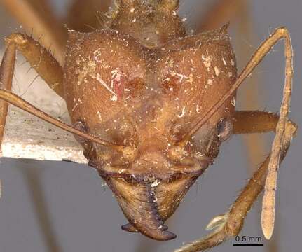 Image of leaf-cutter ants