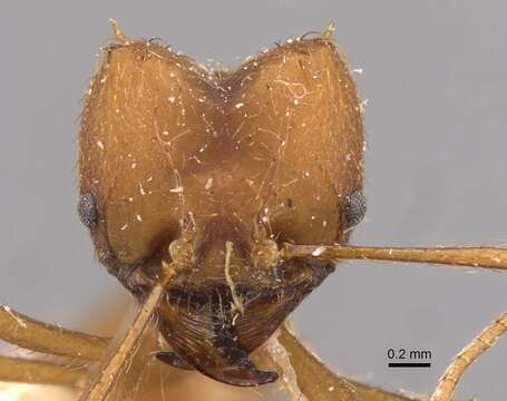 Image of leaf-cutter ants