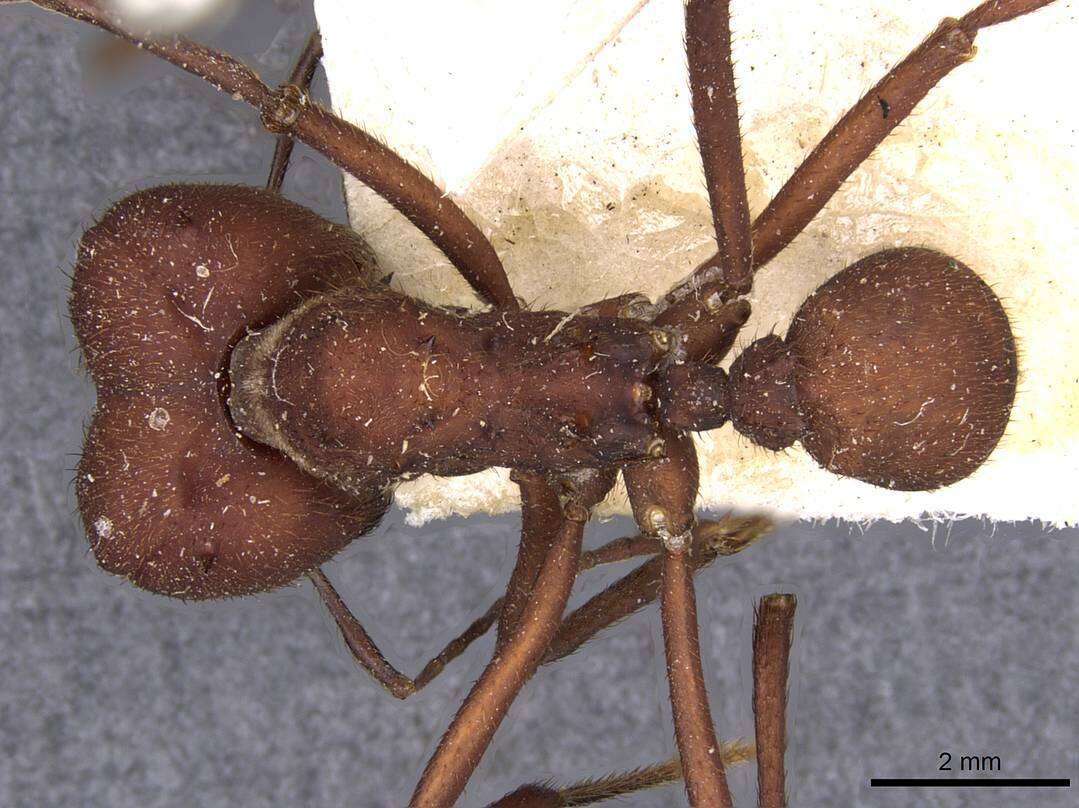 Image of Ant