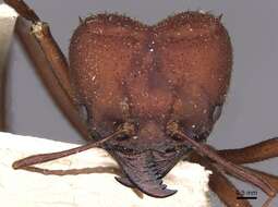 Image of Ant