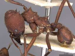 Image of Ant