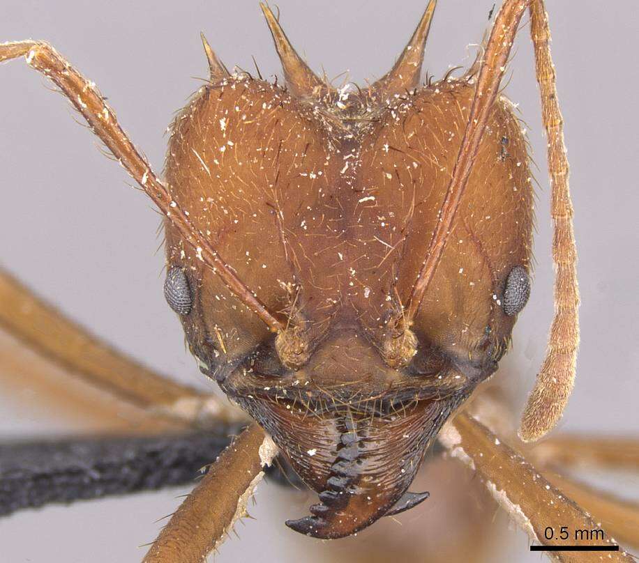 Image of Ant