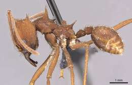 Image of Ant