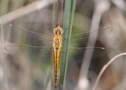 Image of Rainpool Gliders