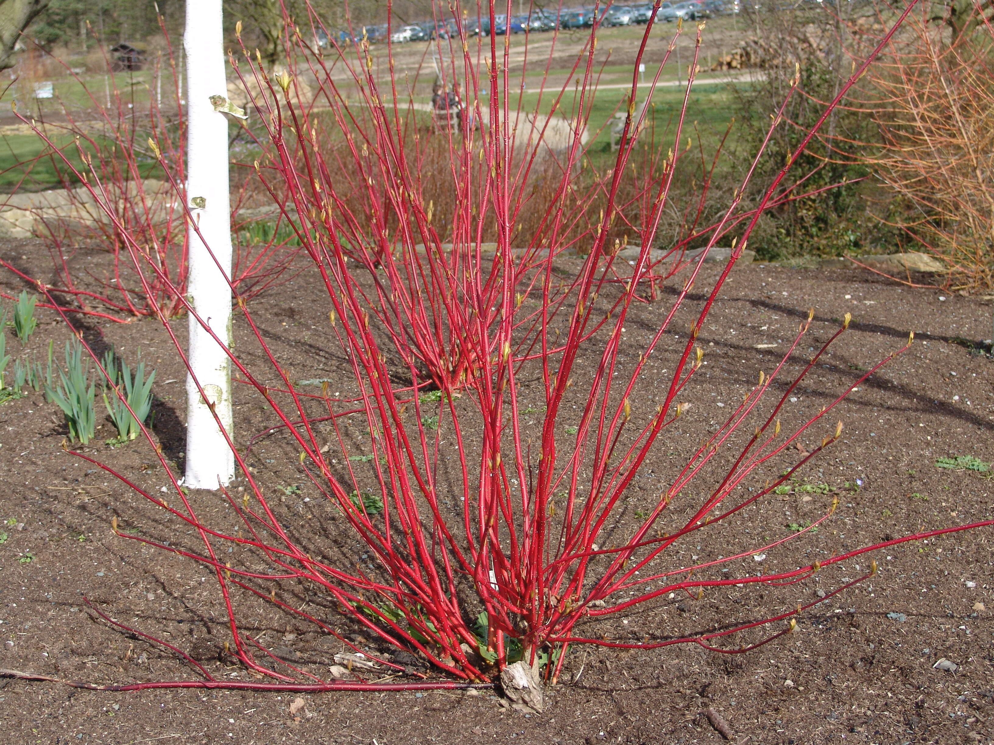 Image of Red-Barked Dogwood