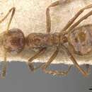 Dolichoderus jacobsoni Forel 1909的圖片