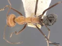 Image of Iridomyrmex agilis Forel 1907