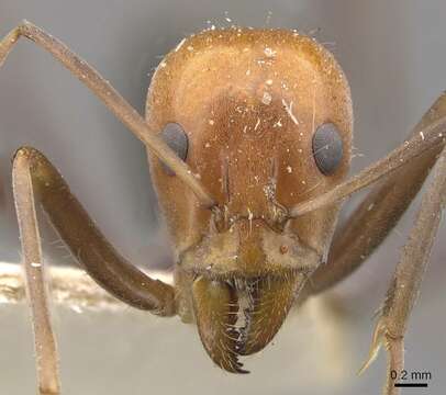 Image of Iridomyrmex agilis Forel 1907