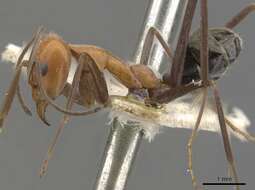 Image of Iridomyrmex agilis Forel 1907