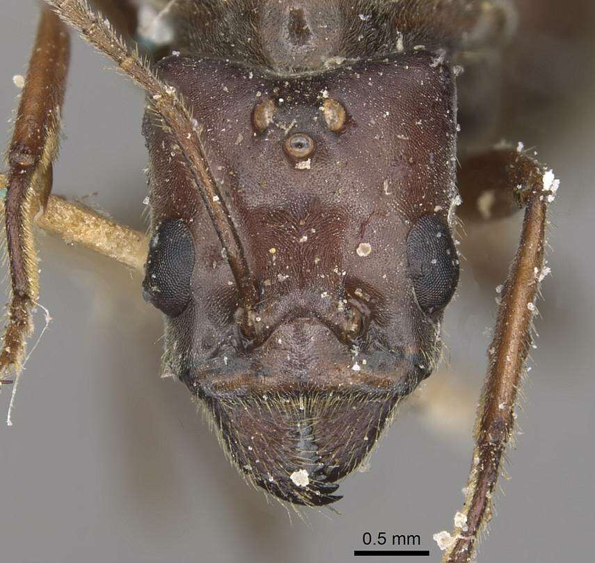 Image de Anonychomyrma