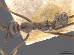 Image of Iridomyrmex angusticeps Forel 1901