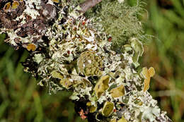 Image of coastal plain willow