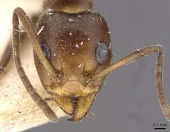 Image of Iridomyrmex chasei Forel 1902