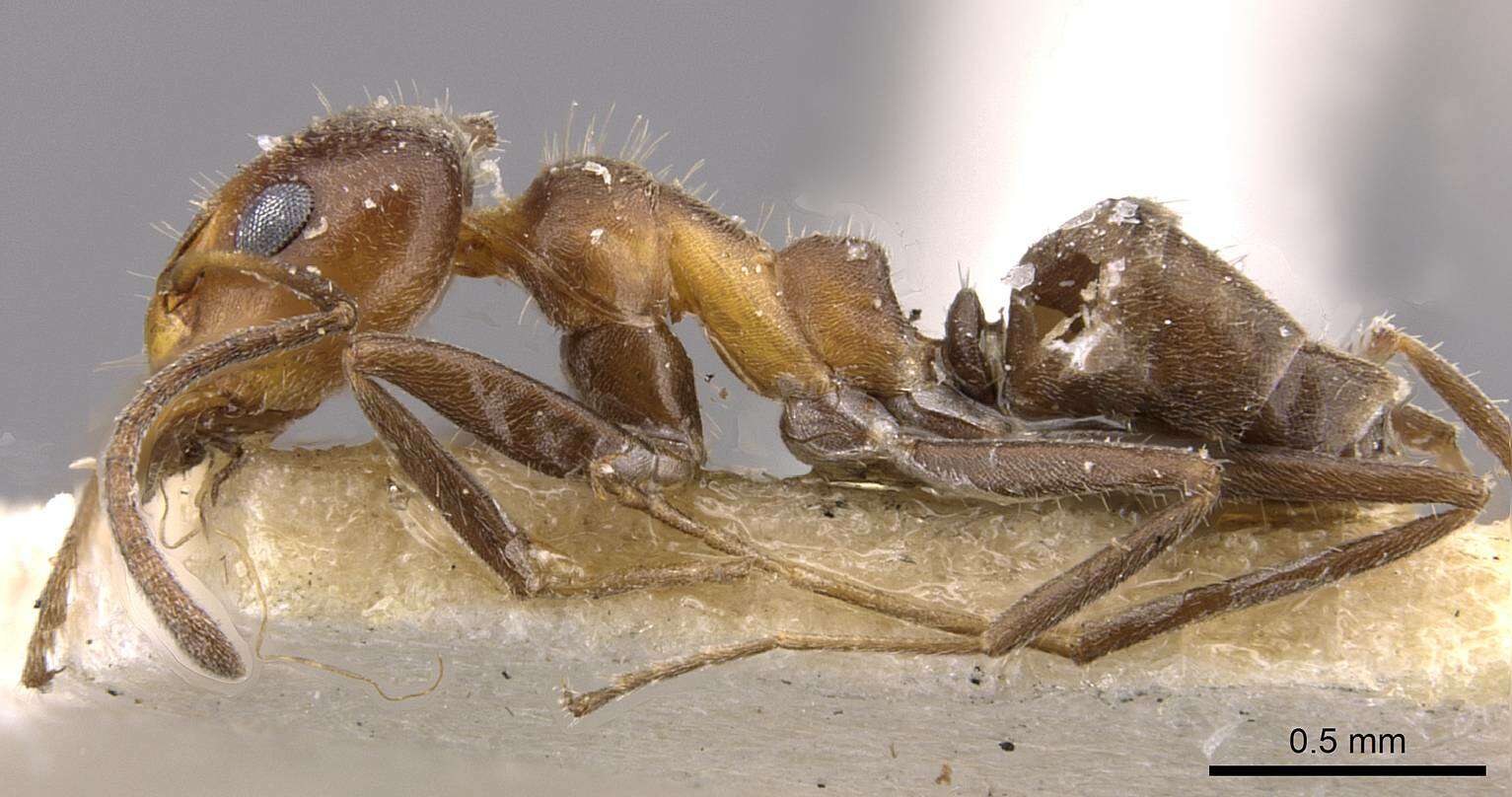 Image of Iridomyrmex chasei Forel 1902